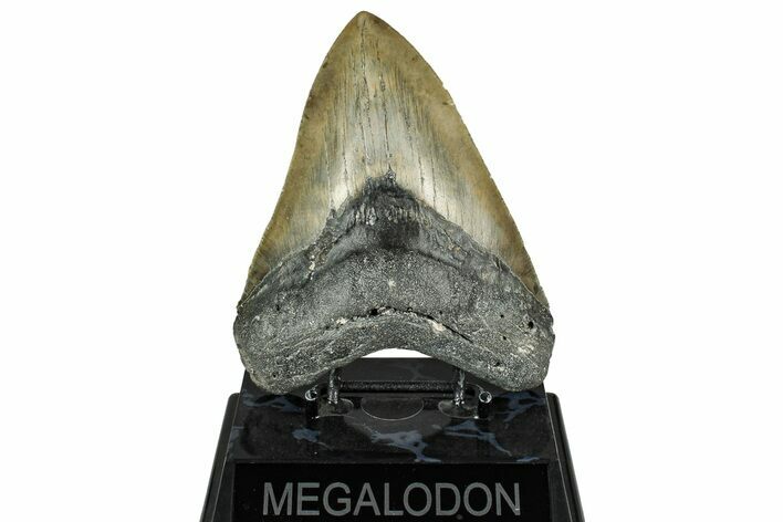 Serrated, Fossil Megalodon Tooth - North Carolina #331086